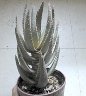Aloe dichotoma ̎ʐ^