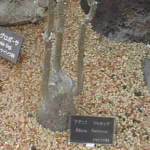 Adenia fruticosa ̎ʐ^