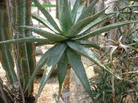 Aloe spectabilis ̎ʐ^