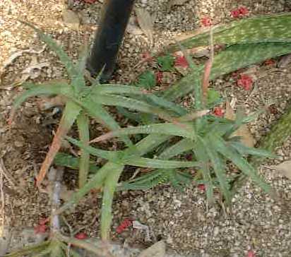 Aloe spiniflora ̎ʐ^