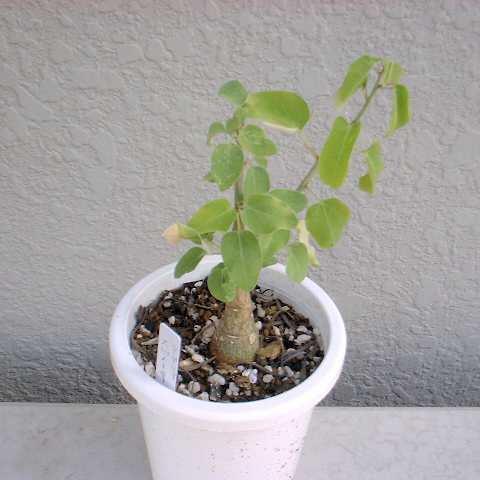 Adenia spinosa ̎ʐ^