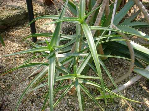 Aloe striatula ̎ʐ^