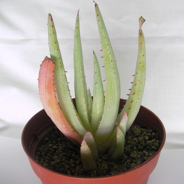 Aloe lineata ̎ʐ^
