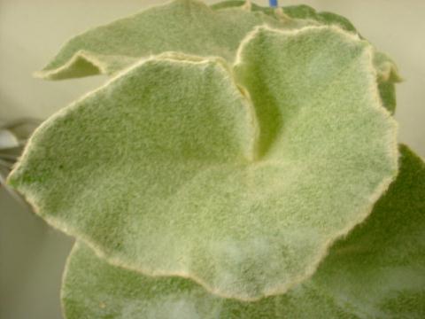 Begonia venosa leaf̎ʐ^