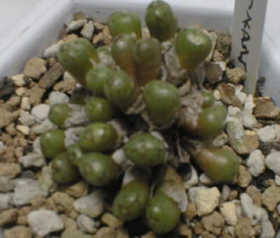 Conophytum minusculum var. paucilineatum ̎ʐ^
