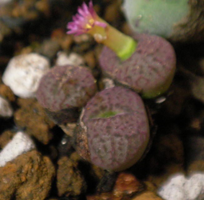 Conophytum ceresianum ̎ʐ^