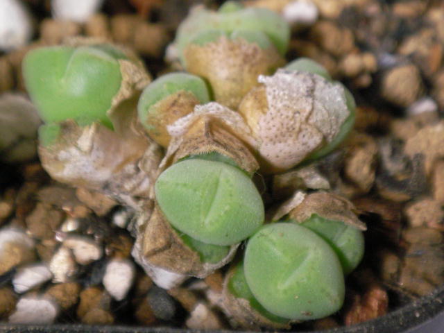 Conophytum hians ̎ʐ^