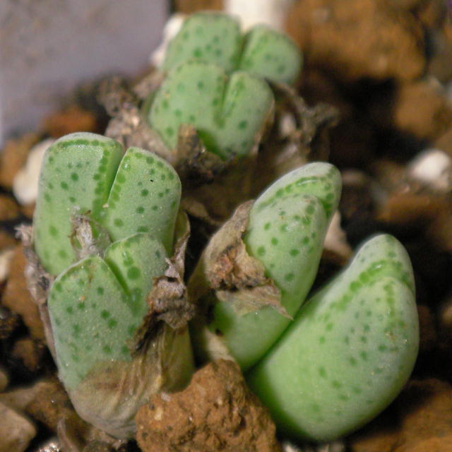 Conophytum marginatum ̎ʐ^