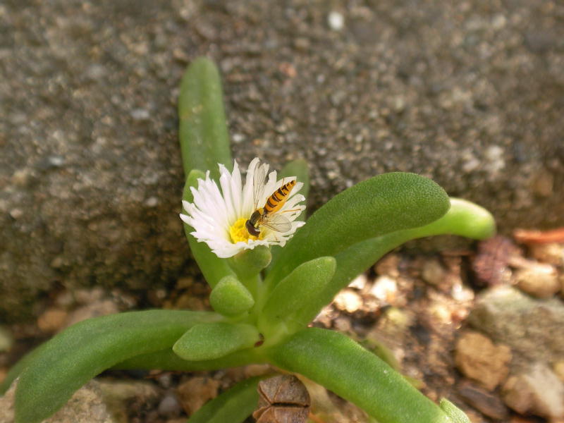 Delosperma harazianum ̎ʐ^