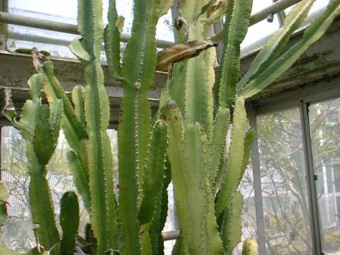 Euphorbia antiquorum ̎ʐ^