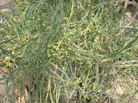 Euphorbia aphylla ̎ʐ^