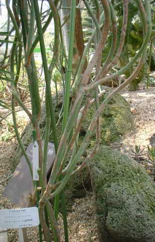 Euphorbia leucodendron ̎ʐ^