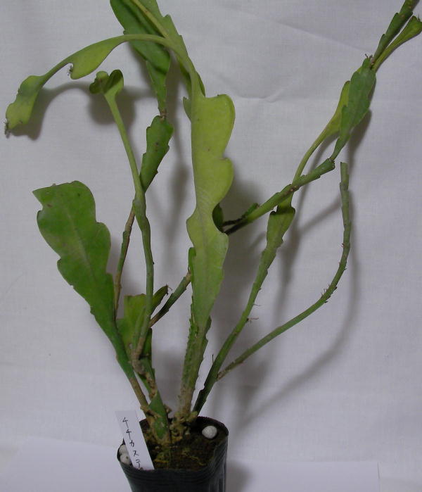 Epiphyllum crenatum var. chichicastenango ̎ʐ^