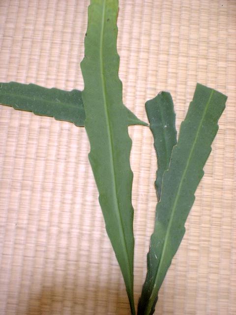 Epiphyllum strictum ̎ʐ^