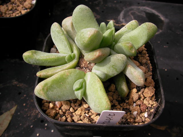 Glottiphyllum concavum ̎ʐ^