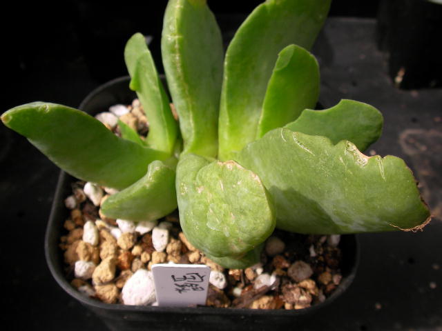 Glottiphyllum linguiforme ̎ʐ^