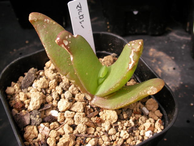 Glottiphyllum marlothii ̎ʐ^