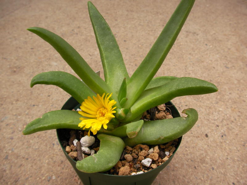 Glottiphyllum parvifolium ̎ʐ^