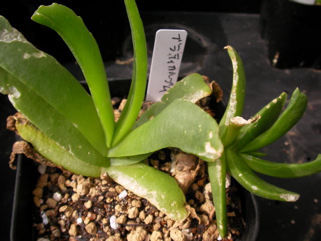 Glottiphyllum platycarpum ̎ʐ^