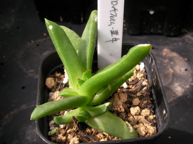Glottiphyllum regium ̎ʐ^