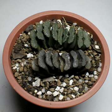 Haworthia truncata ̎ʐ^