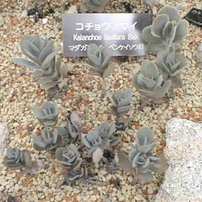 Kalanchoe laxiflora ̎ʐ^
