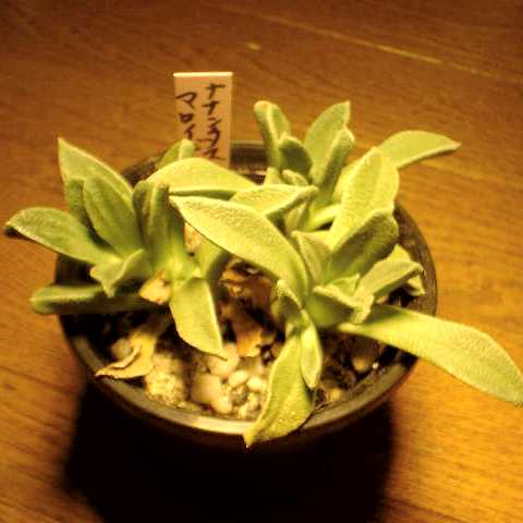 Nananthus aloides ̎ʐ^