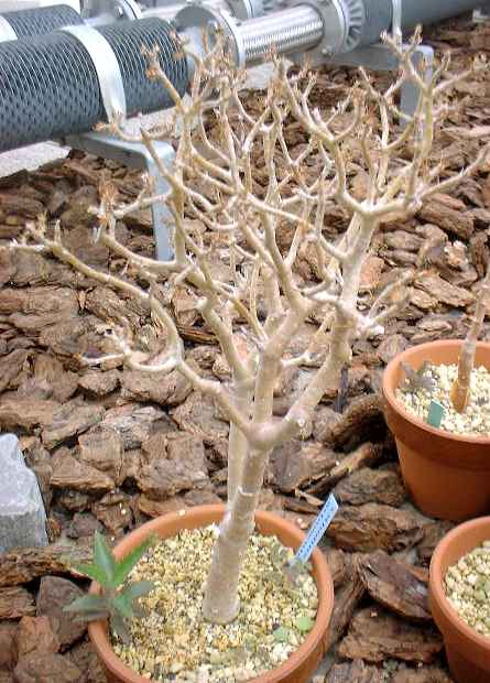 Othonna arbuscula ̎ʐ^
