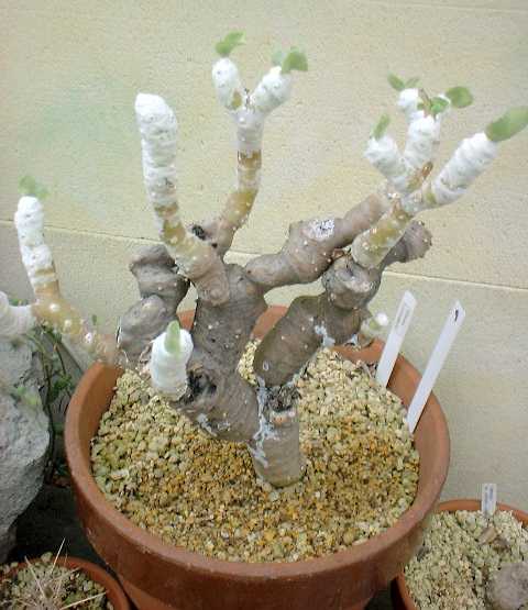 Othonna cychlophylla 