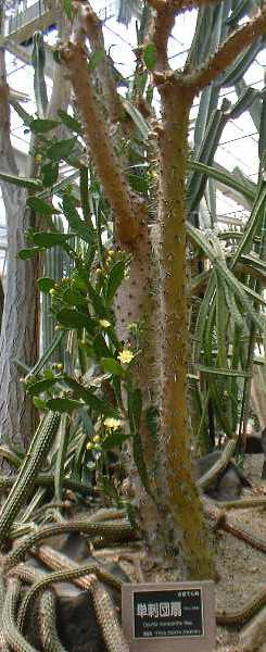 Opuntia monacantha 