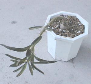 Pachypodium bispinosum ̎ʐ^