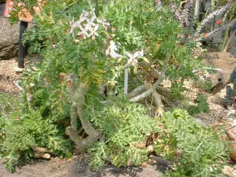 Pelargonium crithmifolium ̎ʐ^