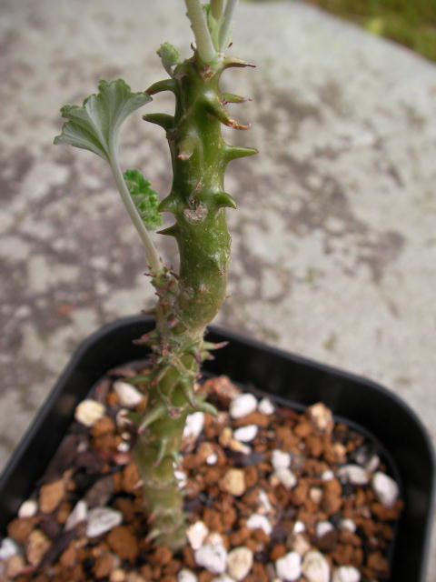 Pelargonium echinatum ̎ʐ^