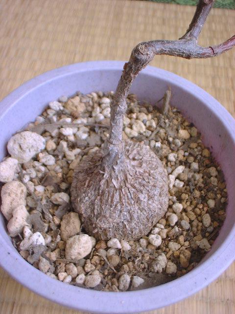 Petopentia natalensis 