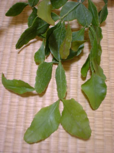 Rhipsalis crispata ̎ʐ^