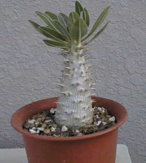 Pachypodium rosulatum ̎ʐ^