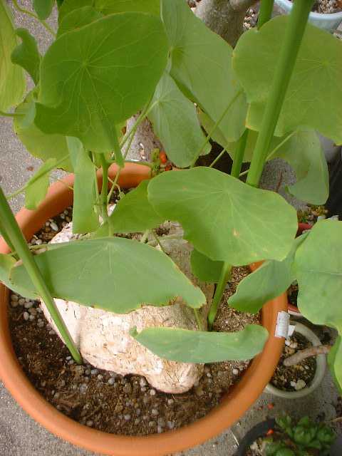 Stephania venosa の写真
