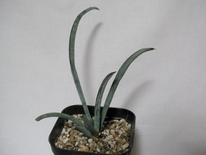 Yucca endrichiana ̎ʐ^