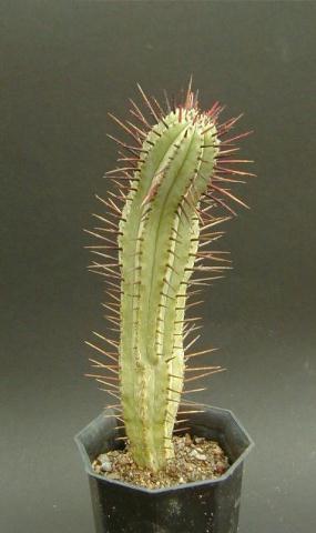 Euphorbia heptagona ̎ʐ^