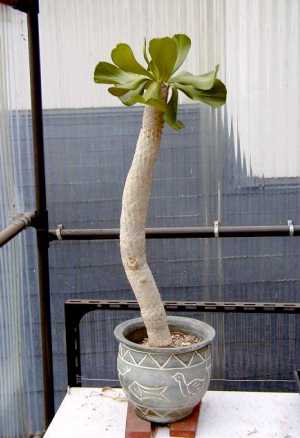 Euphorbia unispina 