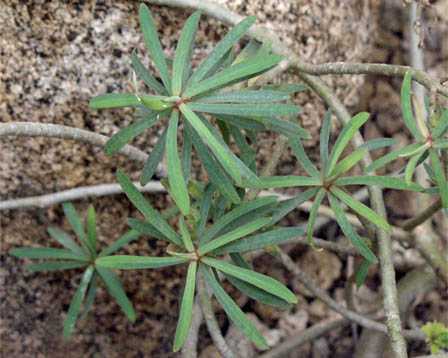 Euphorbia balsamifera ̎ʐ^