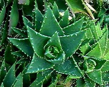 Aloe nobilis ̎ʐ^