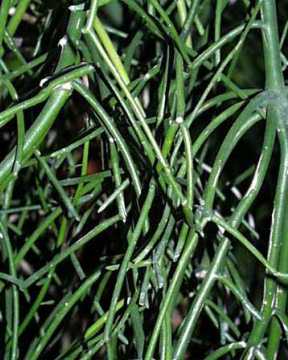 Euphorbia tirucalli ̎ʐ^