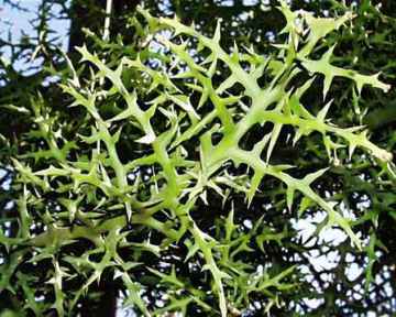 Euphorbia stenoclada ̎ʐ^