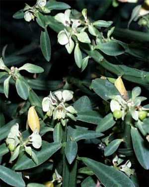 Euphorbia xylophylloides ̎ʐ^