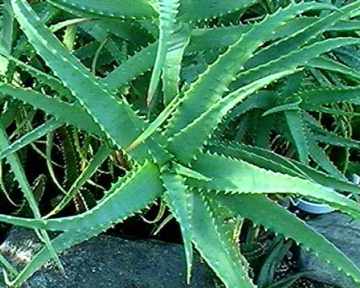 Aloe arborescens ̎ʐ^