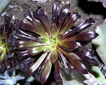 Aeonium arboreum cv. Atropurpureum 