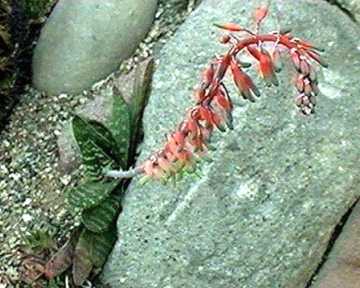 Gasteria maculata ̎ʐ^