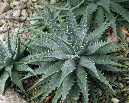 Aloe pratensis ̎ʐ^