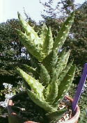 Aloe juveuna ̎ʐ^